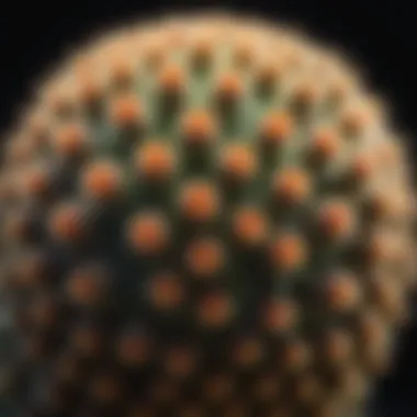 Close-up view of a unique cactus species showcasing its adaptations