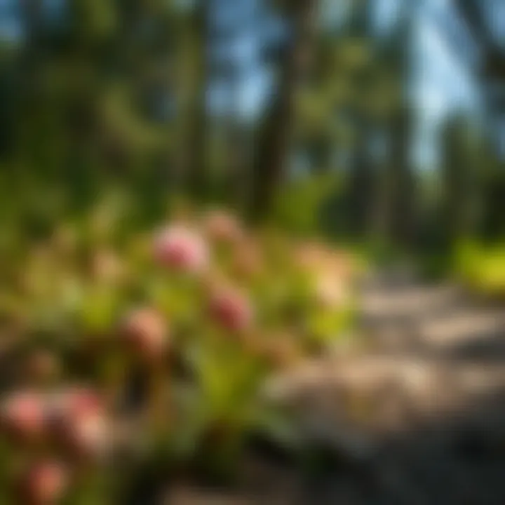 Native Flora of Eagle River A close-up of native flora along a hiking path in Eagle River
