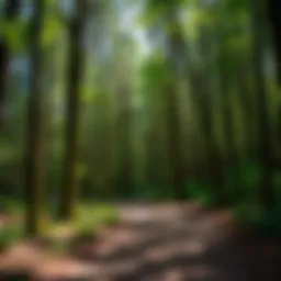 A panoramic view of the lush forest trails in Eagle River