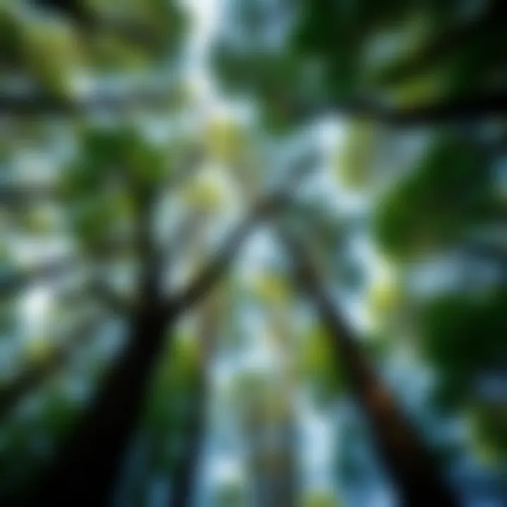 Biodiversity in the Forest Canopy An expansive view of the forest canopy, illustrating the biodiversity of Hoosier National Forest