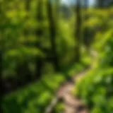 A scenic view of lush greenery along a hiking trail in Hoosier National Forest