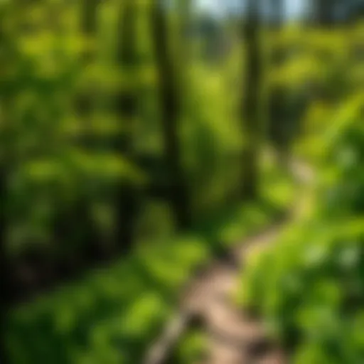 A scenic view of lush greenery along a hiking trail in Hoosier National Forest