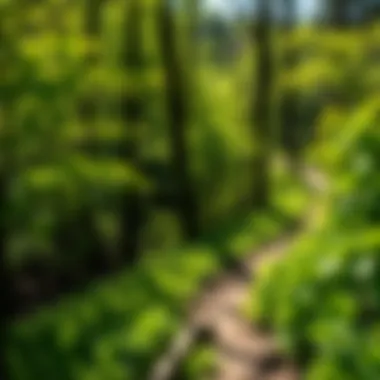 Lush Greenery on the Hiking Trail A scenic view of lush greenery along a hiking trail in Hoosier National Forest