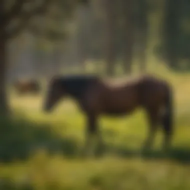 A tranquil moment with horses grazing peacefully in a meadow