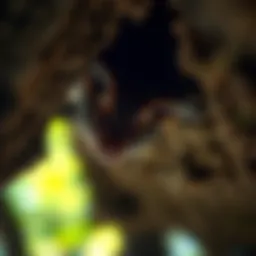 A close-up of a bat roosting in a cave, showcasing signs of White Nose Syndrome