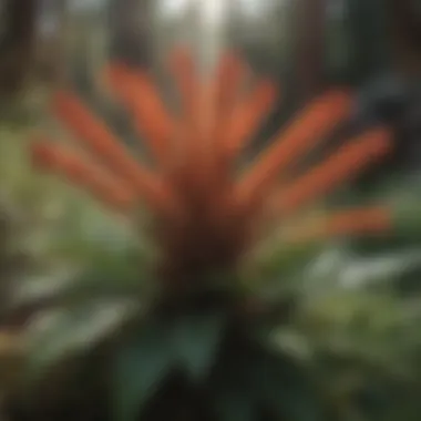 Close-up of native flora in Indian Canyon, highlighting unique plant species.