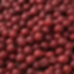 Close-up view of lingonberry seeds showcasing their unique texture and color.