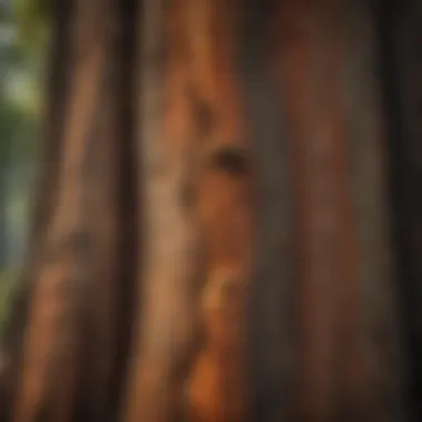 Close-up of the bark texture of an ancient giant tree