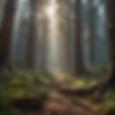 A Valley of Giants A panoramic view of a valley filled with towering trees