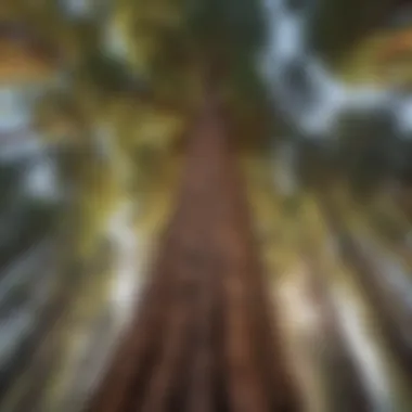 The Grandeur of Sequoias A towering Sequoia tree reaching for the sky