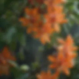 Close-up of Mandarin honeysuckle flowers showcasing their intricate structure