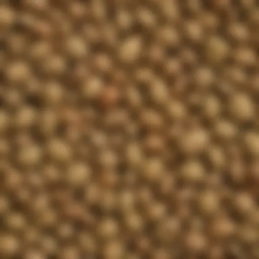 Close-up view of mayapple seeds showcasing their unique texture and color