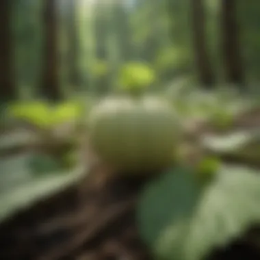 Mayapple in Forest Ecosystem Mayapple plant in its natural habitat, illustrating the ecosystem where it thrives