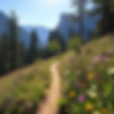 Wildflower Pathway Wildflowers blooming along a mountain biking path in Yosemite