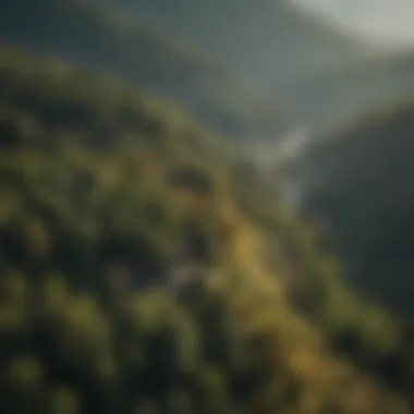 An aerial view of sustainable forest management practices