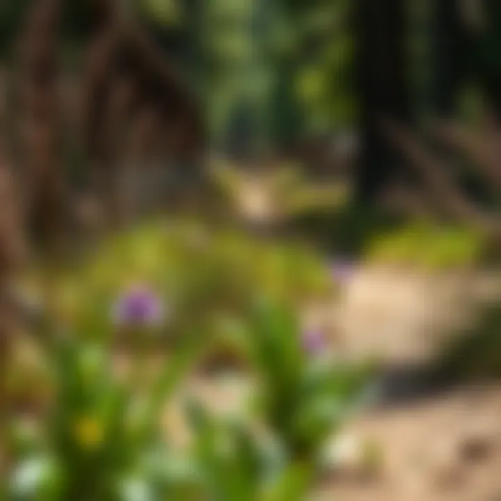 Close-up of diverse vegetation along a biking path