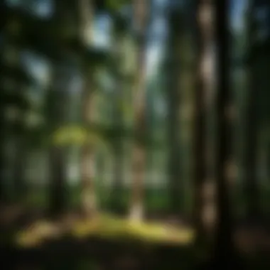 Exploring Northern Hardwoods: Ecology, Management, and Conservation Summary Exploring Northern Hardwoods: Ecology, Management, and Conservation Summary