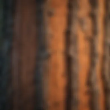 A close-up of the unique bark texture of a ponderosa pine, highlighting its rich colors and patterns.