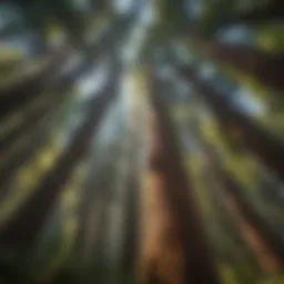 An expansive view of towering redwood trees in Sonoma County