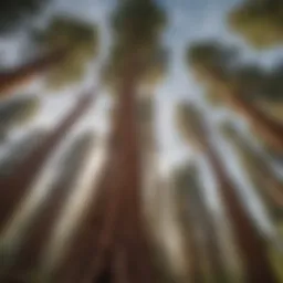 Majestic giant sequoia trees reaching for the sky