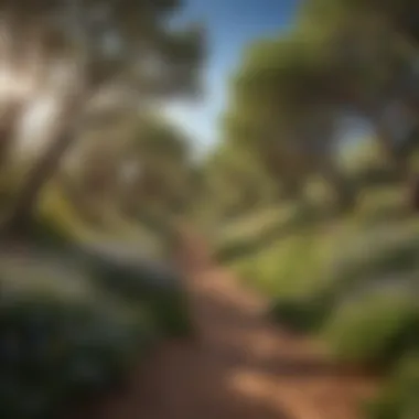 A winding trail surrounded by piñon trees and wildflowers