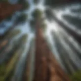 Majestic Sequoia trees reaching for the sky