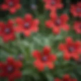 A close-up view of Silene regia flowers in full bloom, showcasing their vibrant colors and unique structure.