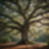 Majestic southern oak tree draped in Spanish moss
