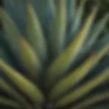 A close-up view of a vibrant agave plant showcasing its intricate leaf patterns.