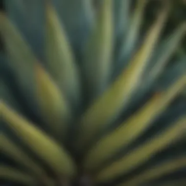 A close-up view of a vibrant agave plant showcasing its intricate leaf patterns.