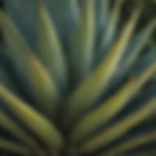 A close-up view of a vibrant agave plant showcasing its intricate leaf patterns.