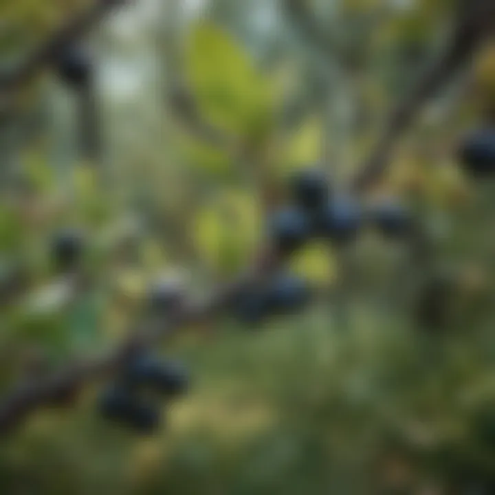 A close-up shot of blackthorn berries, highlighting their unique color and texture, symbolizing their ecological significance