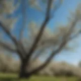 A vibrant blackthorn tree in full bloom, showcasing delicate white flowers against a clear blue sky