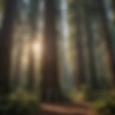 Towering redwoods in Avenue of the Giants