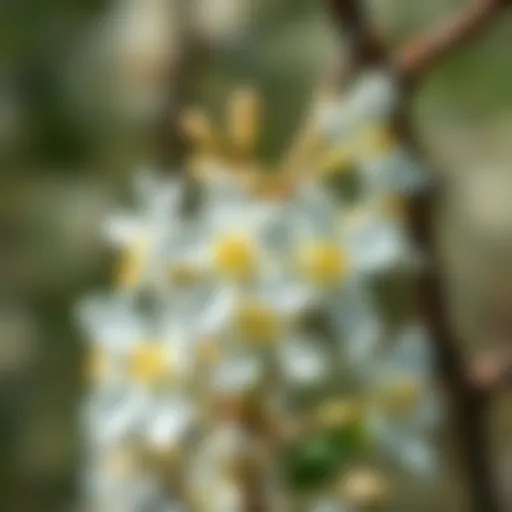 Close-up of black locust flowers, showcasing their delicate beauty.