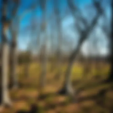 Ecological Habitat of Black Locust Grove An expansive view of a black locust grove, highlighting its ecological habitat.