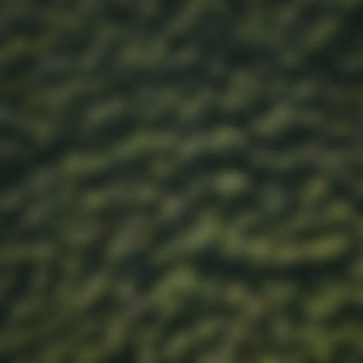 Aerial view of a dense rainforest canopy illustrating its structure