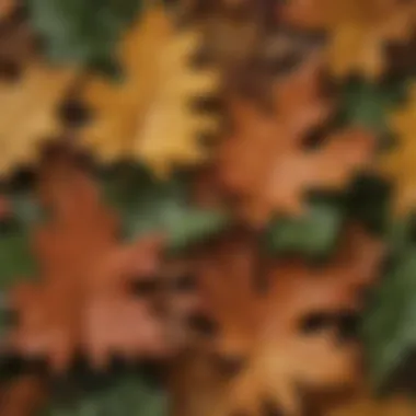 Diverse Oak Leaf Morphology Close-up of varied oak leaf shapes and sizes showcasing diversity