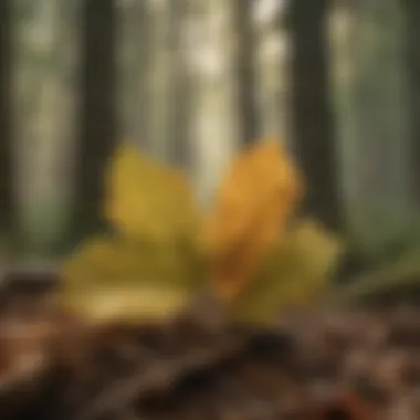 Sustainable Uses of Oak Leaves Sustainable forestry practices involving oak leaves and forest management