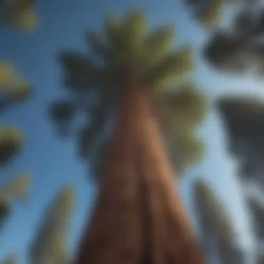 Majestic Sequoia Against the Sky A majestic sequoia tree towering against a clear blue sky
