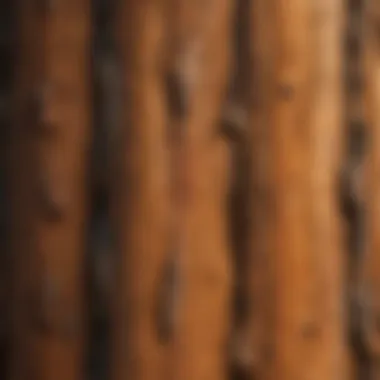 Close-up of sequoia bark showcasing its unique texture