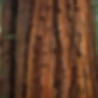 Close-up of the intricate bark texture of a giant redwood tree