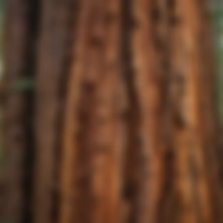 Close-up of the intricate bark texture of a giant redwood tree