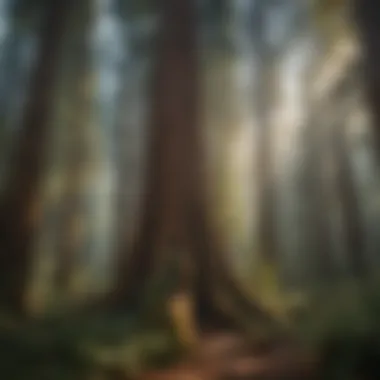 Majestic Giant Redwoods in Their Natural Habitat A breathtaking view of giant redwood trees towering above a forest floor