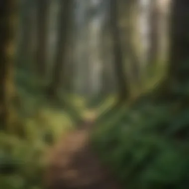 Exploring Trails of Lush Greenery Hiking trail leading through lush greenery
