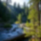 Exploring the Manistee River Trail: A Comprehensive Guide to Backpacking Introduction