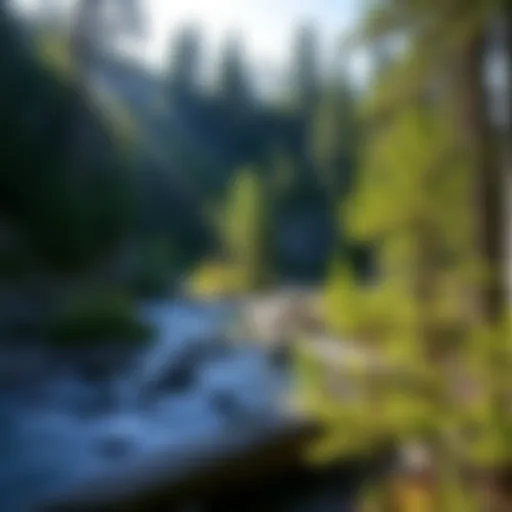 Exploring the Manistee River Trail: A Comprehensive Guide to Backpacking Introduction