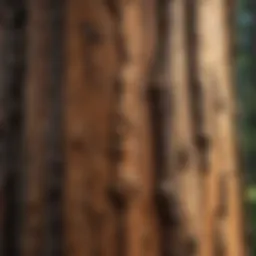 A close-up view of sequoia pitch on a tree bark, showcasing its natural texture and color.