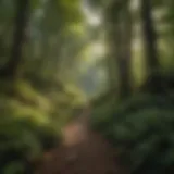 Lush forest landscape in the North Georgia Mountains