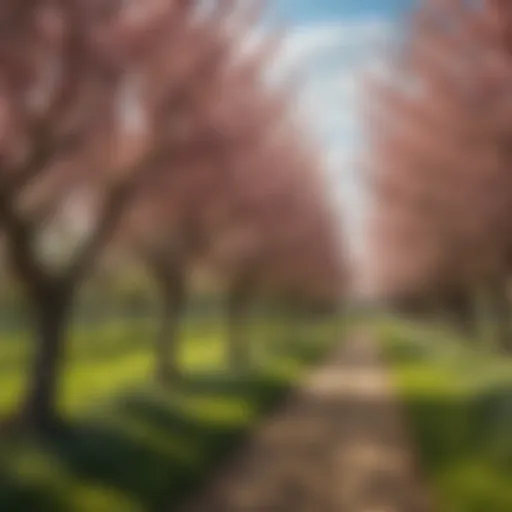 A lush orchard displaying various fruit trees in bloom